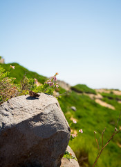 Falter auf einem Felsen