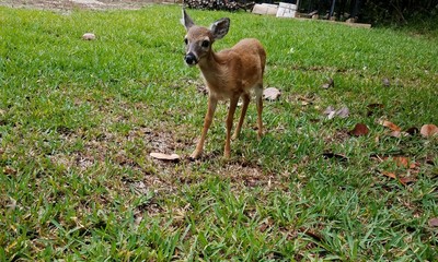 Key Deer