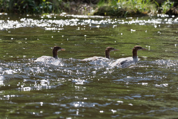 WIld merganser ducks swimming in the river