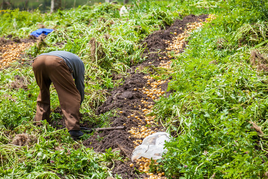 Harvesting of yellow potato ( Solanum phureja )
