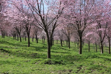 Fototapeta premium 桜峠公園の桜（裏磐梯・北塩原村）