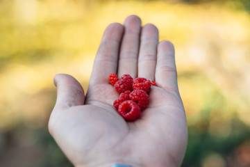 Male hand holding raspberries 