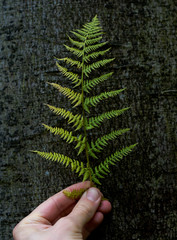 Hand holding up fern against a tree