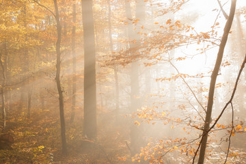 Golden light in autumn forest