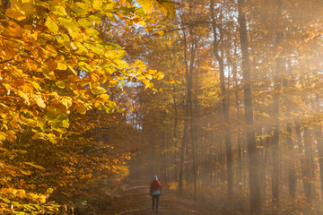 Light in golden autumn forest