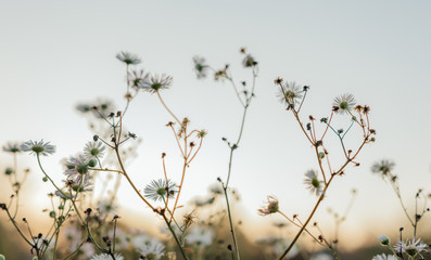 Flowers in evening light