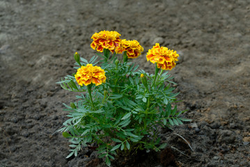 Yellow Marigolds flower (Tagetes erecta, Mexican marigold, Aztec marigold, African marigold)