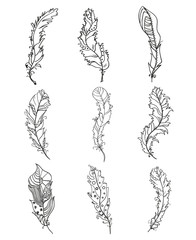 Fototapeta premium Feathers. Design Zentangle. Hand drawn feathers with patterns on isolation background. Design for spiritual relaxation for adults. Black and white illustration for coloring. Print for polygraphy