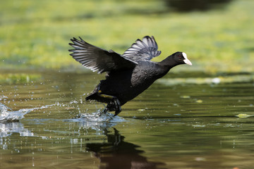 Eurasian Coot, Coot, Fulica atra
