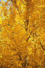 Golden-Aspen-Leaves
