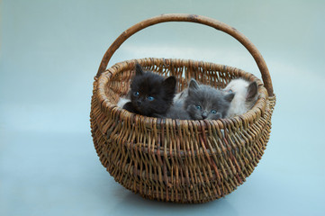kittens in the basket