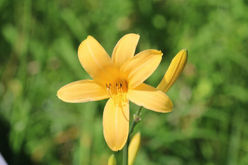 雄国沼のニッコウキスゲ