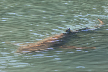 Fototapeta premium Shark Beneath our Dingy