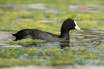 Eurasian Coot, Coot, Fulica atra