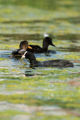 Eurasian Coot, Coot, Fulica atra