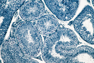 Cross section Human testis under microscope view.