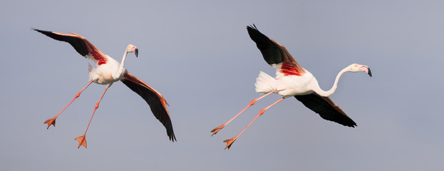 Obraz premium Pink flamingos flying in the air - website banner background idea