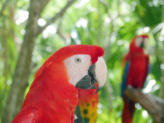 Red parrots, Riviera maya, Mexico