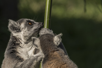 Lemur monkey in sunny evening and green background