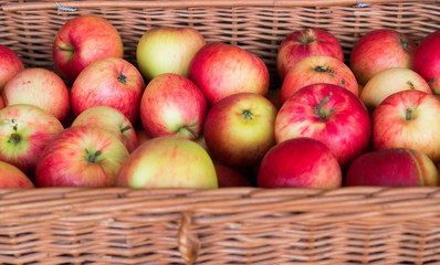  Natural ripe apples collected into a wicker basket standing in the sun