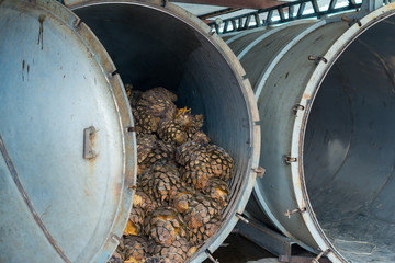 El agave está recién cocido en los hornos de metal.