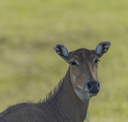 Boselaphus tragocamelus with long head in grass