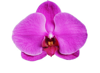 Naklejka na ściany i meble Closeup of beautiful perfect pink striped Phalaenopsis orchid isolated on white background.
