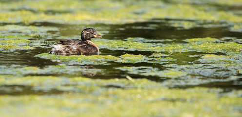 Little Grebe, Grebe, Tachybaptus ruficollis