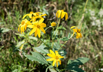 Beautiful Wilflowers