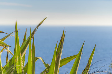 Seascape View from Highs