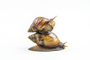 snails on white background  ,Can convey the love of family or Love between mother and child