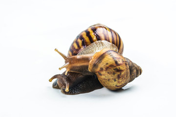 snails on white background  ,Can convey the love of family or Love between mother and child