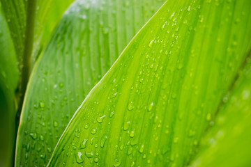 Raindrops on leaves (Strelitzia, or Bird of paradise leaves)