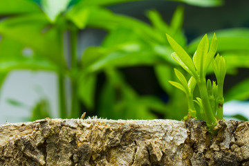 Young branches and leaves on stump
