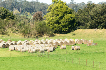 Obraz premium Field of hay bales Kinglake.