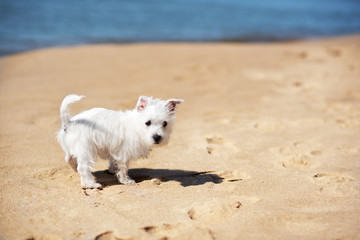 Puppy white west highlander terrier on the beach