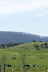 Valley portrait with livestock