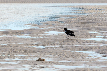 Bird on Beach