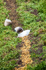 Harvesting of yellow potato ( Solanum phureja )