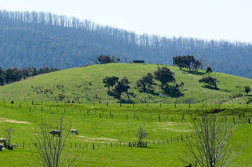 Whittlesea view