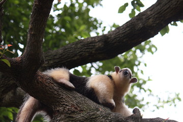 ミナミコアリクイ（Tamandua tetradactyla）