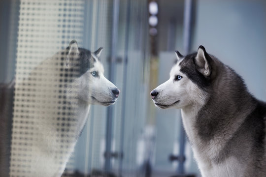 portrait of blue eyed siberian husky looking at own reflection