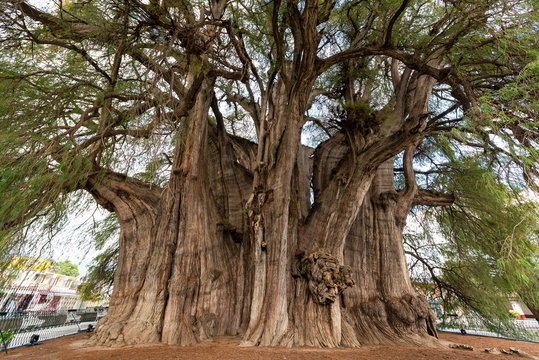 Tree Of Tule In Mexico