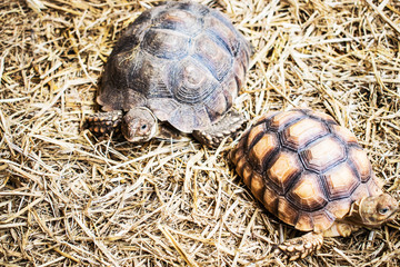 Tortoise, Turtle
