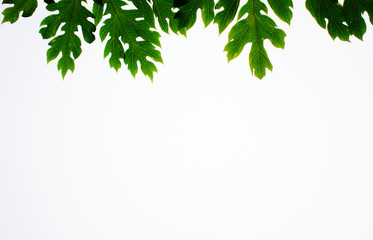 Border frame of papaya green leaves with white background. Copy space