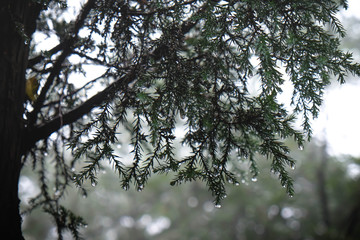 This picture is showed about the droplet on the tree at the alpine wood.