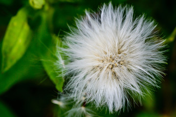 White fluffy flower close up