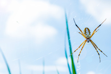Spider on the spiderweb with blur sky background.