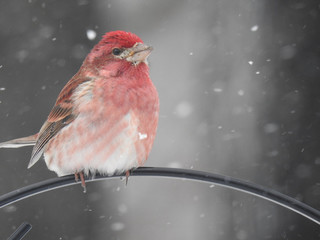 red finch in snow