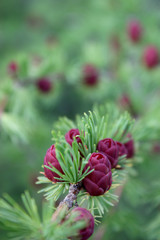 Obraz premium pine flowers